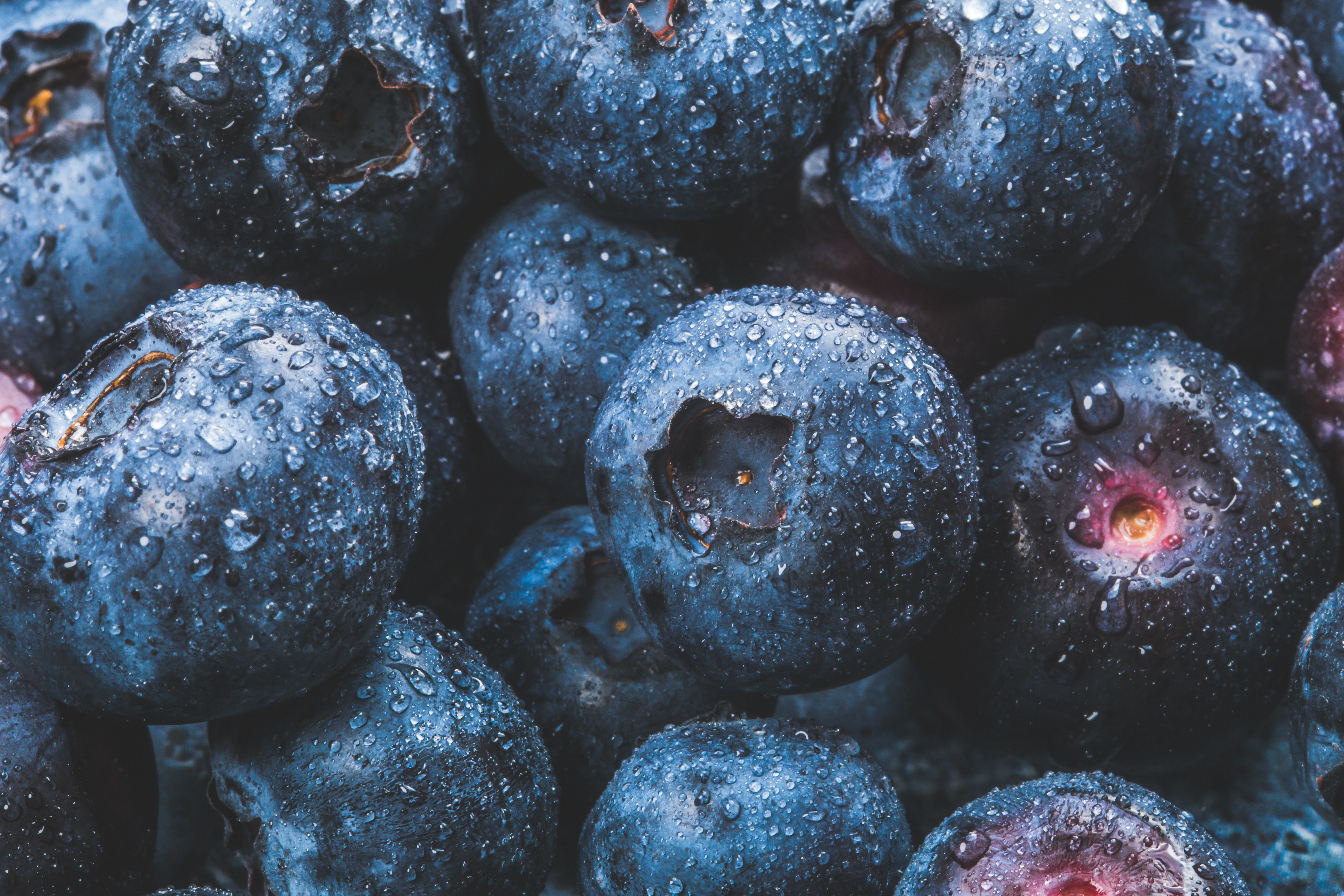 Blueberries in Macro Photography